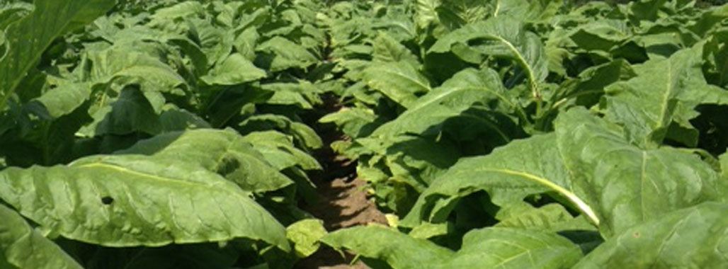 Tobacco