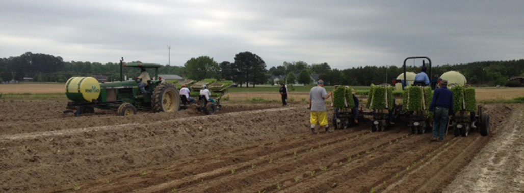Transplanting