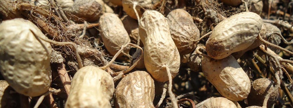 Nuts